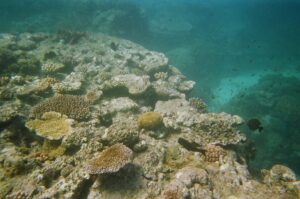 Exploring the Great Barrier