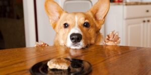The right dog treats do make a difference because not all natural dog treats are created equal, and because others can be downright harmful.